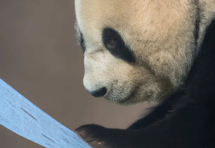 Pandas display options hero image