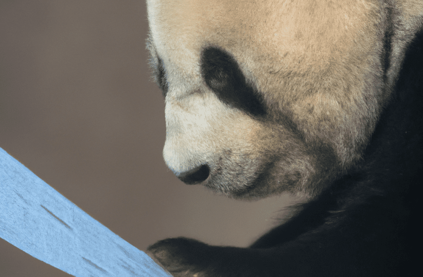 7 Useful Pandas Display Options You Need to Know
