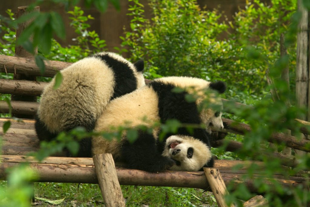 pandas playing tree branch