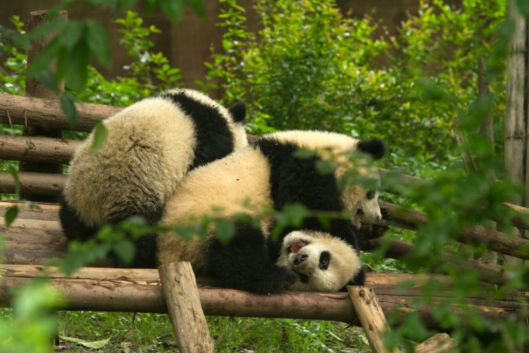 How to Level up Your Pandas Skills in 5 Easy Ways